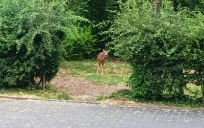 Besuch im Grünen Klassenzimmer