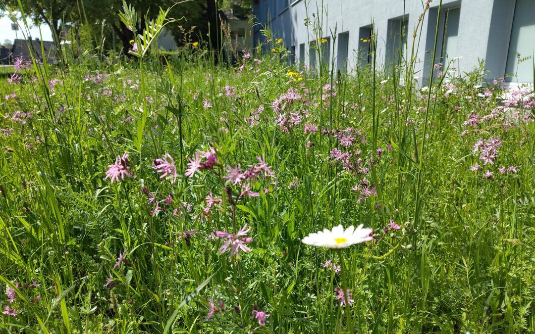 Wildwiese an der RSH