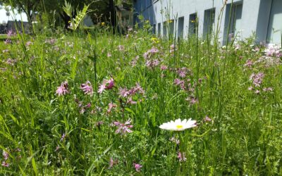 Wildwiese an der RSH